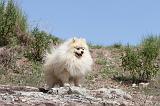 SPITZ ALLEMAND 009